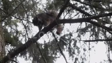 攀缘在松树树枝上的小浣熊